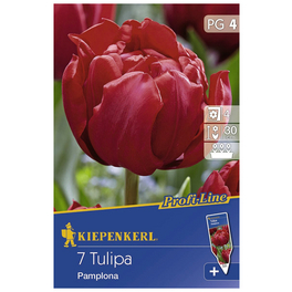 Tulpen x Hybrida Tulipa