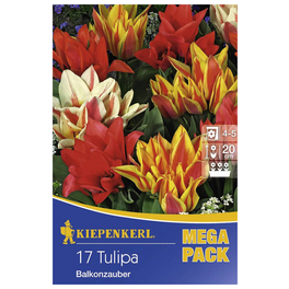 Tulpen x Hybrida Tulipa
