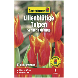 Tulpen X hybrida Tulipa »Synaeda«