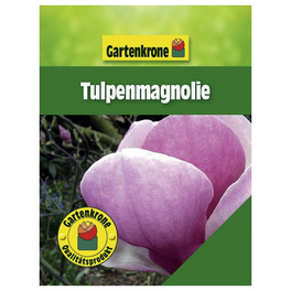 Tulpenmagnolie, Magnolia soulangiana, Blätter: grün, Blüten: hellrosa