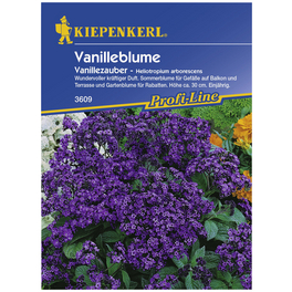 Vanilleblume, Heliotropium arborescens, Samen, Blüte: lila