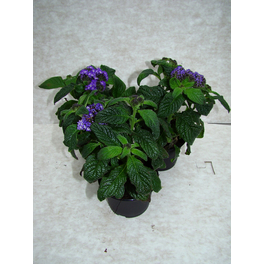 Vanilleblume, Heliotropium peruvianum, Blüte: violett, einfach