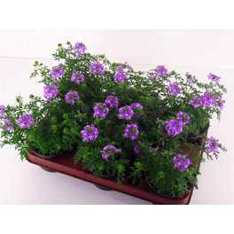 Verbene, Verbena Hybriden »Lanai-Sorten«, Blüte: gemischt, einfach Verbene, Verbena Hybriden »Lanai-Sorten«, Blüte: gemischt, einfach