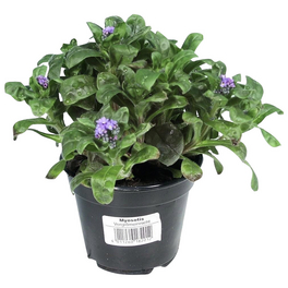 Vergissmeinnicht, Myosotis sylvatica, Blütenfarbe: blau