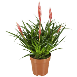 Vriesea Vriesea bromelia »Astrid«, rosa