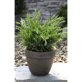 Wacholder, Juniperus media »Mint Julep«, immergrün