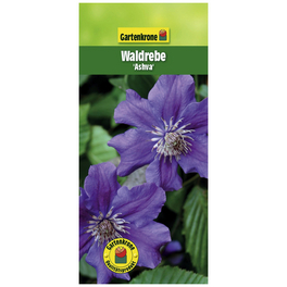 Waldrebe, Clematis »Asvha«, Blüte: violett