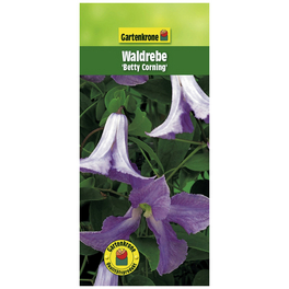 Waldrebe, Clematis »Betty Corning«, Blüte: violett