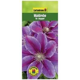 Waldrebe, Clematis »Dr. Ruppel«, zweifarbig, winterhart