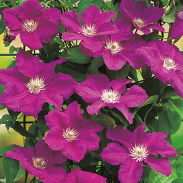 Waldrebe, Clematis »Ernest Markham«, rot, winterhart