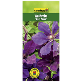 Waldrebe, Clematis »Gipsy Queen«, Blüte: violett