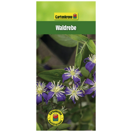 Waldrebe, Clematis integrifolia »Aromatica«, Blüte: violett