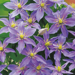 Waldrebe, Clematis »Justa«, hellblau, winterhart