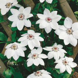 Waldrebe, Clematis »Miss Bateman«, Blüte: weiß