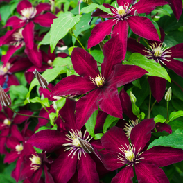 Waldrebe, Clematis »Niobe«, Blüte: rot