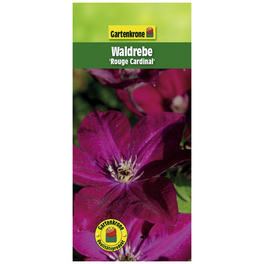 Waldrebe, Clematis »Rouge Cardinal«, rot, winterhart