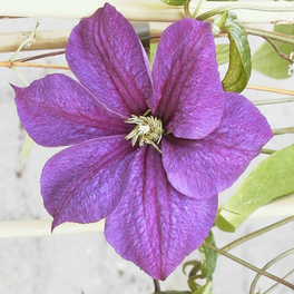 Waldrebe, Clematis »Star Of India«, Blüte: zweifarbig