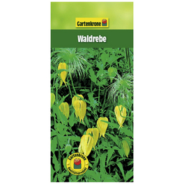 Waldrebe, Clematis tangutica, Blüte: gelb