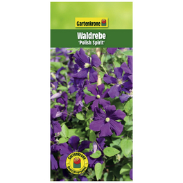 Waldrebe, Clematis viticella »Polish Spirit«, Blüte: violett