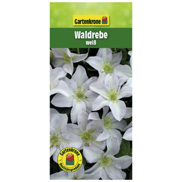 Waldrebe, Clematis »Weiß«, Blüte: weiß