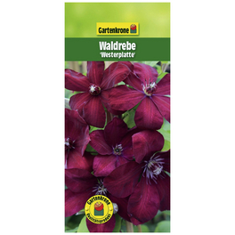Waldrebe, Clematis »Westerplatte«, Blüte: dunkelrot