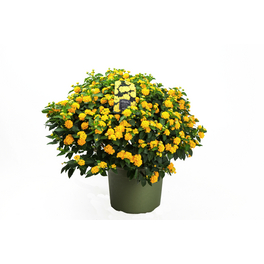 Wandelroeschen, Lantana camara, Blüte: Gelb Wandelroeschen, Lantana camara, Blüte: Gelb