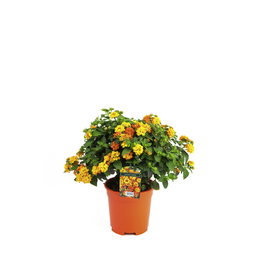Wandelröschen, Lantana camara, Blüte: Gelb Wandelröschen, Lantana camara, Blüte: Gelb