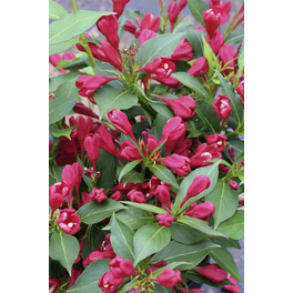 Weigelie, Weigela florida »All Summer Red«, Blätter: grün, Blüten: rot
