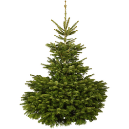 Weihnachtsbaum, Nordmanntanne, 175 - 200 cm