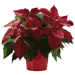 Weihnachtsstern, Euphorbia pulcherrima, Blütenfarbe: gelb Weihnachtsstern, Euphorbia pulcherrima, Blütenfarbe: gelb
