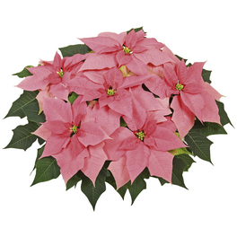 Weihnachtsstern, Euphorbia pulcherrima, Blütenfarbe: rosa