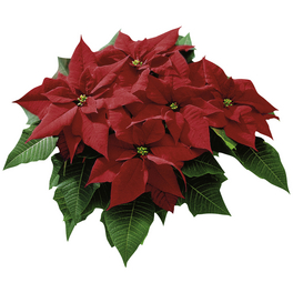Weihnachtsstern, Euphorbia pulcherrima, Blütenfarbe: rot