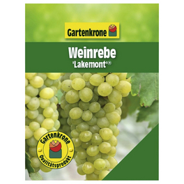 Weinrebe, Vitis vinifera »Lakemont«, Blüte: creme, essbar