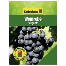 Weinrebe, Vitis vinifera »Regent«, Blüte: creme, essbar