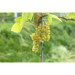 Weinrebe, Vitis vinifera »Solaris«, Blüte: creme, essbar