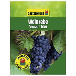 Weinrebe, Vitis vinifera »Venus *rot*«, Blüte: creme, essbar Weinrebe, Vitis vinifera »Venus *rot*«, Blüte: creme, essbar