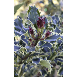 Weißbunte Stechpalme, Ilex aquif. »Silver Queen«, Blätter: grün, Blüten: cremeweiß