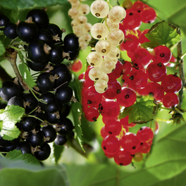 Weiße Johannisbeere, Ribes rubrum »Werdavia«, Höhe: 20 - 25 cm, Blütenfarbe: gelb