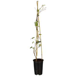 Wilder Wein, Parthenocissus quinquefolia »Engelmanii«, creme, winterhart