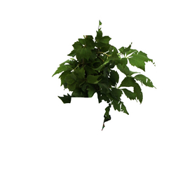Wilder Wein, Parthenocissus quinquefolia »Engelmannii«, creme, winterhart