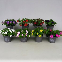 Zaubergloeckchen, Calibrachoa Hybriden , Blüte: gemischt, einfach