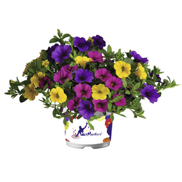 Zaubergloeckchen, Calibrachoa Hybriden »Cabaret-Serie«, Blüte: gemischt, einfach