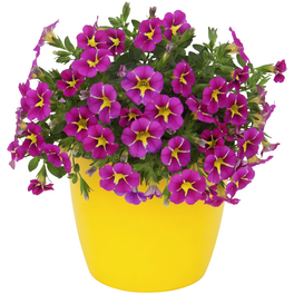 Zauberglöckchen, Calibrachoa Hybriden »Rave«, Blüte: mehrfarbig
