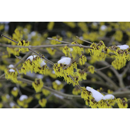 Zaubernuß, Hamamelis intermedia »Westerstede«, Blätter: grün, Blüten: hellgelb