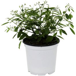 Zauberschnee, Chamaesyce hypericifolia