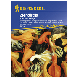 Zierkürbis pepo Cucurbita Zierkürbis pepo Cucurbita