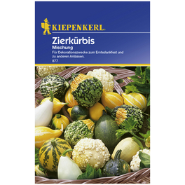 Zierkürbis pepo Cucurbita