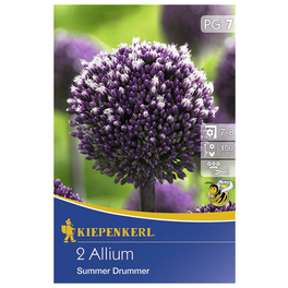 Zierlauch x Hybrida Allium