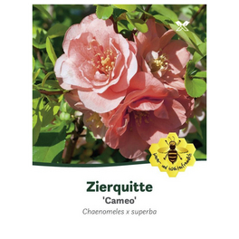 Zierquitte, Chaenomeles »Cameo«, Blätter: grün, Blüten: pfirsichfarben