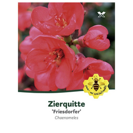Zierquitte, Chaenomeles »Friesdorfer«, Blätter: grün, Blüten: rot